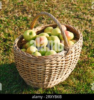 Viele rote grüne reife Äpfel im Korb auf dem Grasgrund. Saison, Gartenarbeit und Erntezeit. Korb voll mit Reifen Äpfeln. Selektiv Stockfoto