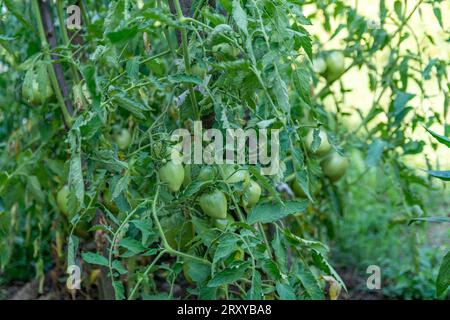 Junge grüne Tomaten, die am Sommertag von der Tomatenpflanze im Garten hängen, und die Tomaten werden organisch angebaut. Landwirtschaftskonzept, Nahaufnahme Stockfoto