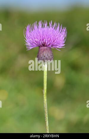 Tuberöse Pfeife - Cirsium tuberosum Stockfoto