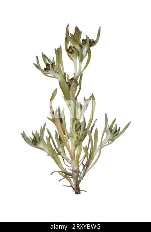 Marsh Cudweed – Gnaphalium uliginosum Stockfoto