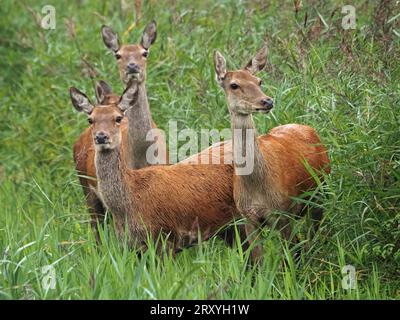Drei drei Rothirsche (Cervus elaphus) und ein einziges Kalb blicken beim Stöbern im RSPB Leighton Moss Reserve Lancashire England nach oben Stockfoto