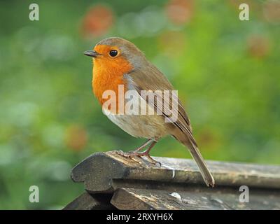 Europäische robine mit hellen Augen (Erithacus rubecula) oder Rotbrust mit gutem Federdetail auf dem Kamm des Gartenschuppens in Cumbria, England, Großbritannien Stockfoto