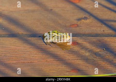 Northern Leopard forschte auf einer überfluteten Promenade im Hecla-Grindstone Provincial Park in Manitoba Stockfoto