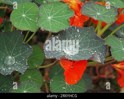 Regentropfen auf Blättern von Tropaeolum majus, dem Garten Kapuzinerkresse, Kapuzinerkresse, indischer Kresse oder Mönchskresse mit leuchtend orangen Blüten in England, Großbritannien Stockfoto