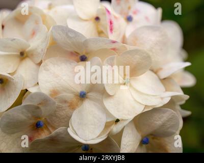 Makrofotografie einiger weißer Hortensienblüten im Licht des Sonnenuntergangs, aufgenommen in einem Garten in der Nähe der Kolonialstadt Villa de Leyva. Stockfoto