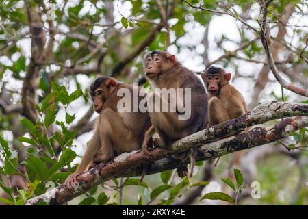 Familie südlicher Schweineschwanzmakaken (Macaca nemestrina) aus dem Tanjung Puting Nationalpark, Kalimantan, Borneo, Indonesien. Stockfoto