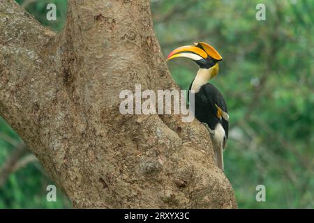 Ein männlicher großer Hornschnabel, der in der Nähe einer Nisthöhle im Kaziranga-Nationalpark in Assam, Indien, thront Stockfoto