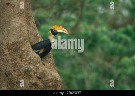 Eine große Hainnchnerin, die sich in einer Nisthöhle im Kaziranga National Park in Assam, Indien, befindet Stockfoto