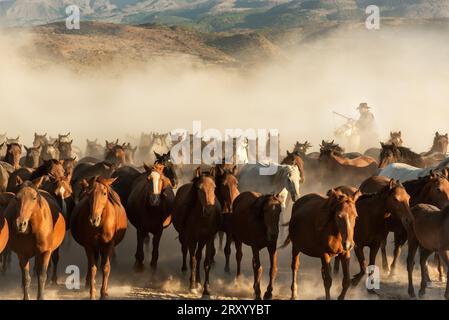 Wilde Pferde mit Cowboy auf ländlichem Feld bei Sonnenuntergang in der Stadt Kayseri im türkischen Land Stockfoto