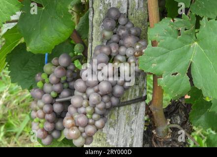 Pinot Gris Trauben hängen an einer Weinrebe und Reifen kurz vor der Ernte Stockfoto