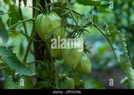 Tomaten aus ökologischem Anbau, die an einem Sommertag im Garten an der Weinrebe hängen, noch jung und grün. Landwirtschaftskonzept, Nahaufnahme Stockfoto