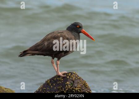 Schwarzer Austernfänger (Haematopus bachmani) Marin County Kalifornien USA Stockfoto