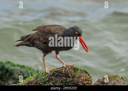 Schwarzer Austernfänger (Haematopus bachmani) Marin County Kalifornien USA Stockfoto