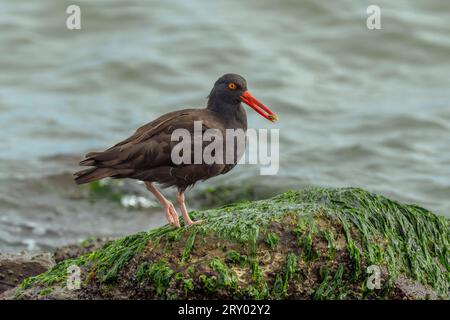 Schwarzer Austernfänger (Haematopus bachmani) Marin County Kalifornien USA Stockfoto