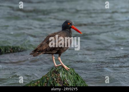 Schwarzer Austernfänger (Haematopus bachmani) Marin County Kalifornien USA Stockfoto