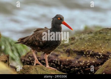 Schwarzer Austernfänger (Haematopus bachmani) Marin County Kalifornien USA Stockfoto