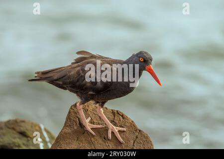 Schwarzer Austernfänger (Haematopus bachmani) Marin County Kalifornien USA Stockfoto