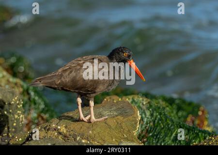 Schwarzer Austernfänger (Haematopus bachmani) Marin County Kalifornien USA Stockfoto