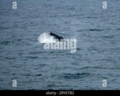 Ein umherziehender Buckelwal, der mit seinem mächtigen Schwanz auf das Meerwasser vor der MidNorth Coast Australia stürzt und nach Süden fährt Stockfoto