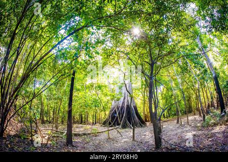 Der größte Amazonasbaum Angelim Vermelho im tropischen Regenwald im Sommer Stockfoto