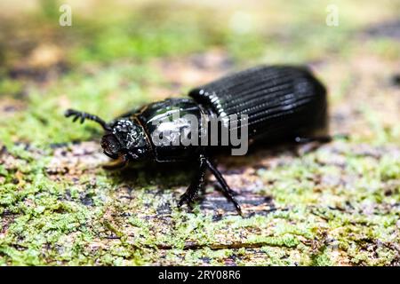 Nahaufnahme des schwarzen bess-Käfers im Wald Stockfoto