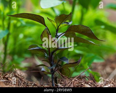 Black Chilli Pflanze wächst in einem australischen Gemüsegarten, Australien Stockfoto