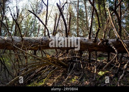 Alte und getrocknete Fichte, die in den Wald gefallen ist Stockfoto