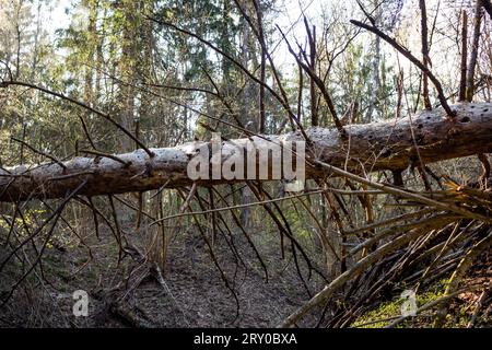 Alte und getrocknete Fichte, die in den Wald gefallen ist Stockfoto