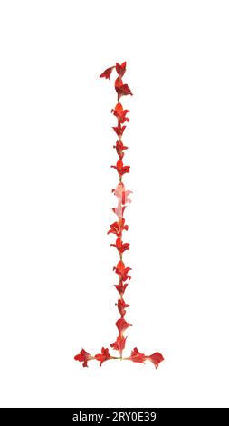 Die Nummer 1 in wunderschönen roten Gladiolusblüten, voller farbenfroher Muster, Linien und Texturen auf weißem Hintergrund, probieren Sie diese fabelhafte Schriftart aus! Stockfoto