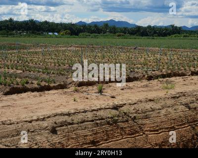 Ananaspflanze mit rotierendem Sprinkler zum Sprühen von Wasser in landwirtschaftlichen Betrieben auf unbefestigtem Land, Landwirtschaft in den Tropen mit Palmen Stockfoto