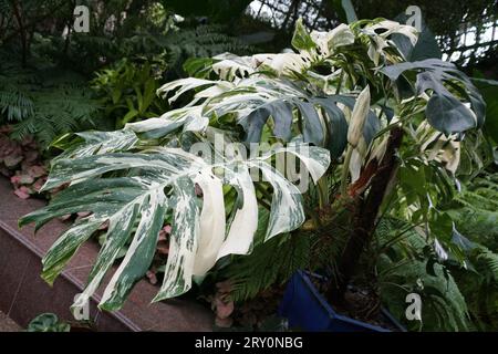 Eine ausgewachsene, variegierte Monstera Albo Borsigiana Pflanze mit einer Blütenknospe Stockfoto