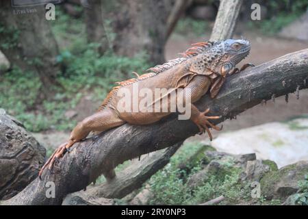 Leguan bei nandan kanan Stockfoto