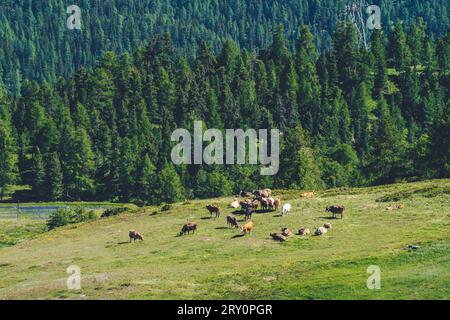 Idyllische Landschaft in den Bergen mit Kühen, die auf frischen grünen Wiesen zwischen blühenden Blumen, typischen Bauernhäusern und schneebedeckten Berggipfeln grasen Stockfoto