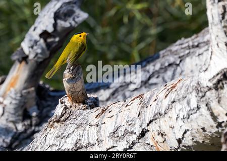 Ein Wilson's Warbler sitzt auf einem verwitterten Baumstamm aus Cottonwood. Stockfoto