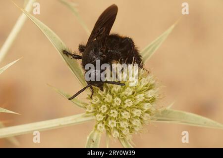 Nahaufnahme einer harmlosen mediterranen Schollidenwespe, Scolia hirta auf dem Feld Eryngo, Eryngium campestre Stockfoto