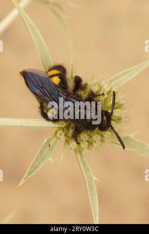 Nahaufnahme einer harmlosen mediterranen Schollidenwespe, Scolia hirta auf dem Feld Eryngo, Eryngium campestre Stockfoto