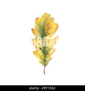 Eichenlaub im Herbst. Aquarell-Illustration auf weißem Hintergrund. Thanksgiving-Tag. Wald Stockfoto