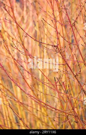 Cornus sanguinea Midwinter Fire, Hartriegel Midwinter Fire, orange-rote und gelbe Triebe im Winter Stockfoto