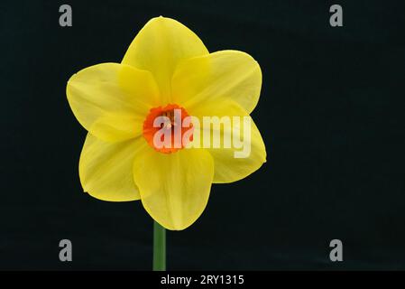 Einzelne gelbe Narzisse Stockfoto