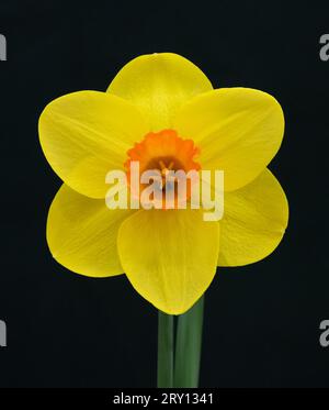 Narcissus Thumbs Up - Division 2 Stockfoto