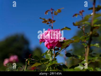 28.09.2023, Blumenpracht im Spätsommer und Frühherbst im Kurpark in Bad Wörishofen. Es blühen noch unzählige Rosen im Rosengarten vor dem Tennisheim. 28.09.2023, Blumenpracht im September 28.09.2023, Blumenpracht im September *** 28 09 2023, Blütenpracht im Spätsommer und Frühherbst in den Kurgärten in Bad Wörishofen blühen noch unzählige Rosen im Rosengarten vor dem Tennisheim 28 09 2023, Blumenpracht im September 28 09 2023, Blumenpracht im September Stockfoto