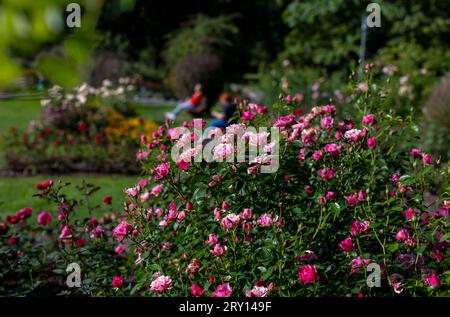 28.09.2023, Blumenpracht im Spätsommer und Frühherbst im Kurpark in Bad Wörishofen. Es blühen noch unzählige Rosen im Rosengarten vor dem Tennisheim. 28.09.2023, Blumenpracht im September 28.09.2023, Blumenpracht im September *** 28 09 2023, Blütenpracht im Spätsommer und Frühherbst in den Kurgärten in Bad Wörishofen blühen noch unzählige Rosen im Rosengarten vor dem Tennisheim 28 09 2023, Blumenpracht im September 28 09 2023, Blumenpracht im September Stockfoto