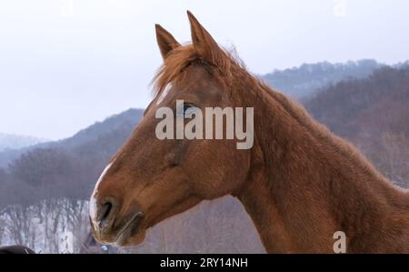 Nahaufnahme eines braunen Pferdes, der neugierig über einen Zaun auf dem Bauernhof blickt, Berggrund, Schnee Winter, tagsüber. Ein anderes Pferd hinten. Hochwertige Fotos Stockfoto