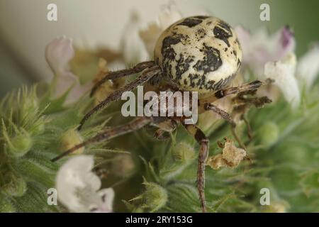 Natürliche Nahaufnahme einer weiblichen Furchenspinnenspinne, Larinioides cornutus in der Vegetation Stockfoto