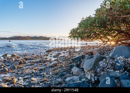 Blick durch die Mangrovenbäume in Hearson Cove in der Nähe von Karratha und Dampier im Pilbara Westrn Australia. Stockfoto