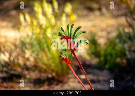 Rote und grüne Kangaroo Paw (Anigozanthos manglesii) heimische Wildblumen im Lesueur National Park, WA, Australien Stockfoto