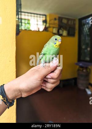 Farbenfrohe grün-gelbe Haustier-Budgie-Sittich oder Papagei, der auf dem Finger einer weiblichen Hand steht Stockfoto