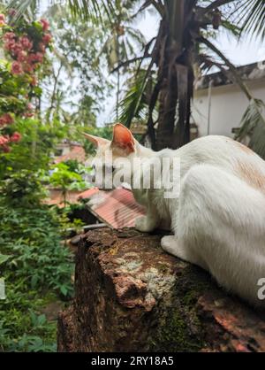 Eine schöne weiße Katze, die am Rand einer Steinmauer im Garten sitzt Stockfoto