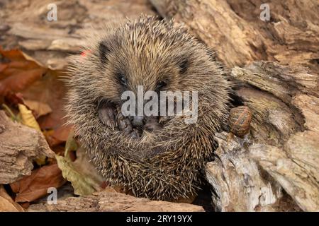 Wilder, einheimischer Igel auf der Suche nach Igelfreunden im Garten. In einem Wildtierhäuschen aufgenommen, um die Gesundheit und die Population dieses rückläufigen Säugetieres zu überwachen Stockfoto