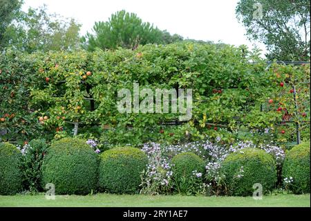 Skulpturenbüsche, umgeben von Aster grandiflorus (Christmas Daisies). Stockfoto